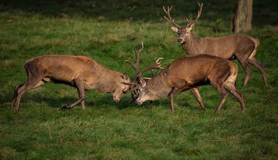 Fighting Stags