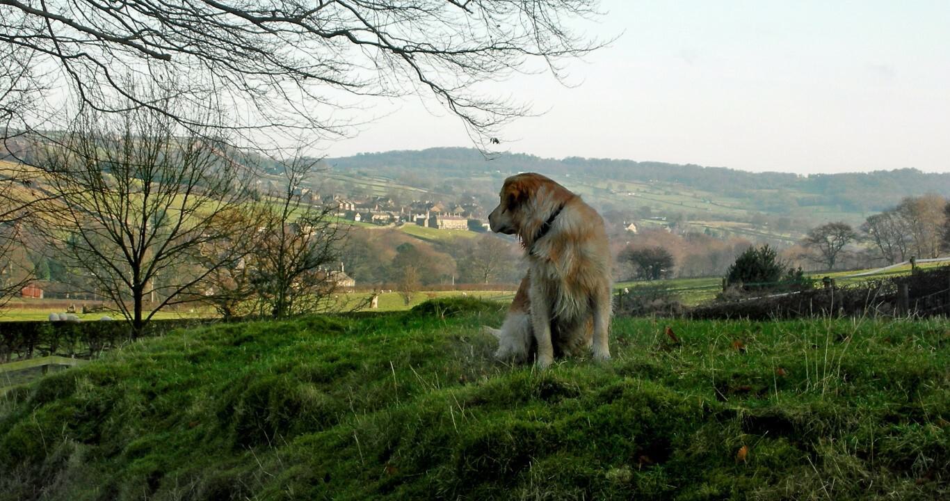 HARR Gallery Dog F Angus Looking Back