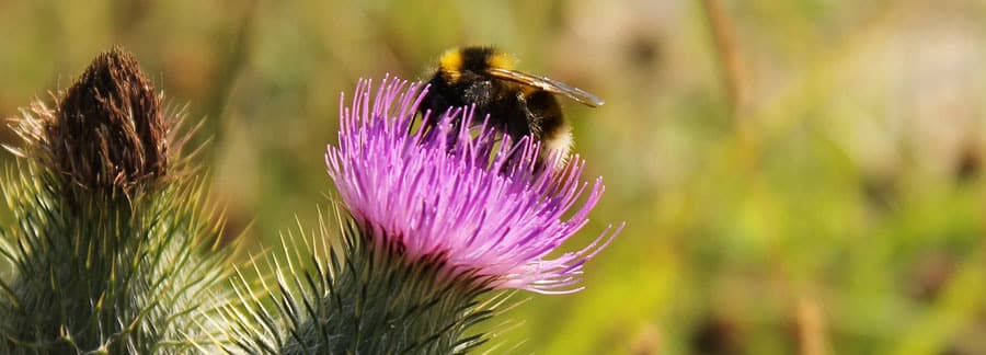 Content full width Bumble bee thistle
