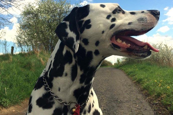 Dog walk dalmation