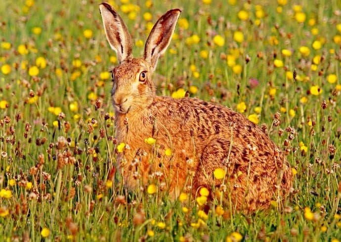 Hare in wild flower meadow content