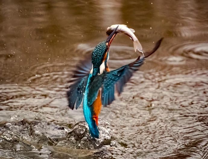 Kingfisher content